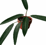Philodendron Callosum Tissue Culture