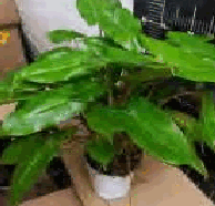 Philodendron Burle Marx Tissue Culture