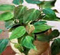 Philodendron Micans Tissue Culture