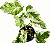 Philodendron White Forest Tissue Culture