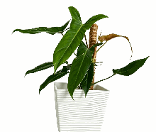Philodendron Mexicanum Tissue Culture