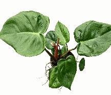 Philodendron Billietiae Croat* Pastazanum Silver Tissue Culture