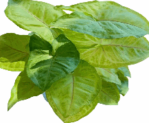 Syngonium Golden Allus Tissue Culture