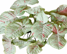 Syngonium Milk Confetti Tissue Culture
