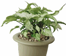 Syngonium Silver Fox Tissue Culture