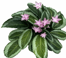 Calathea Bicajoux Gekko Tissue Culture