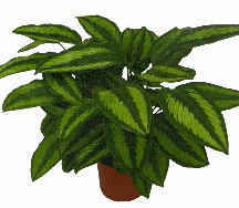 Calathea Ornate Beauty Star Tissue Culture