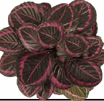 Calathea roseopicta 'Princess Jessie' Tissue Culture