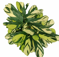 Calathea Majestica Tissue Culture