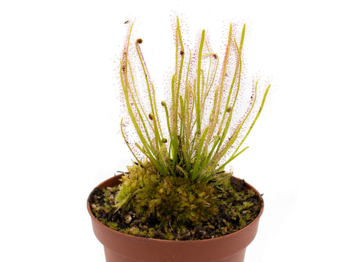 Drosera x hybrida | Seller's Choice, Hong Kong Collection