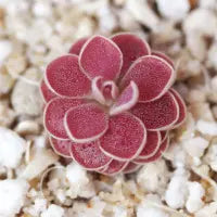 Pinguicula 'Florian' | Seller's Choice, Hong Kong Collection