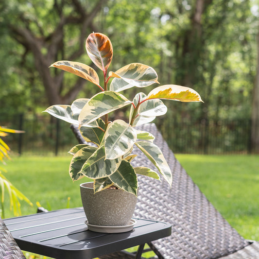 Ficus elastica 'Tineke' | Seller's Choice, Hong Kong Collection