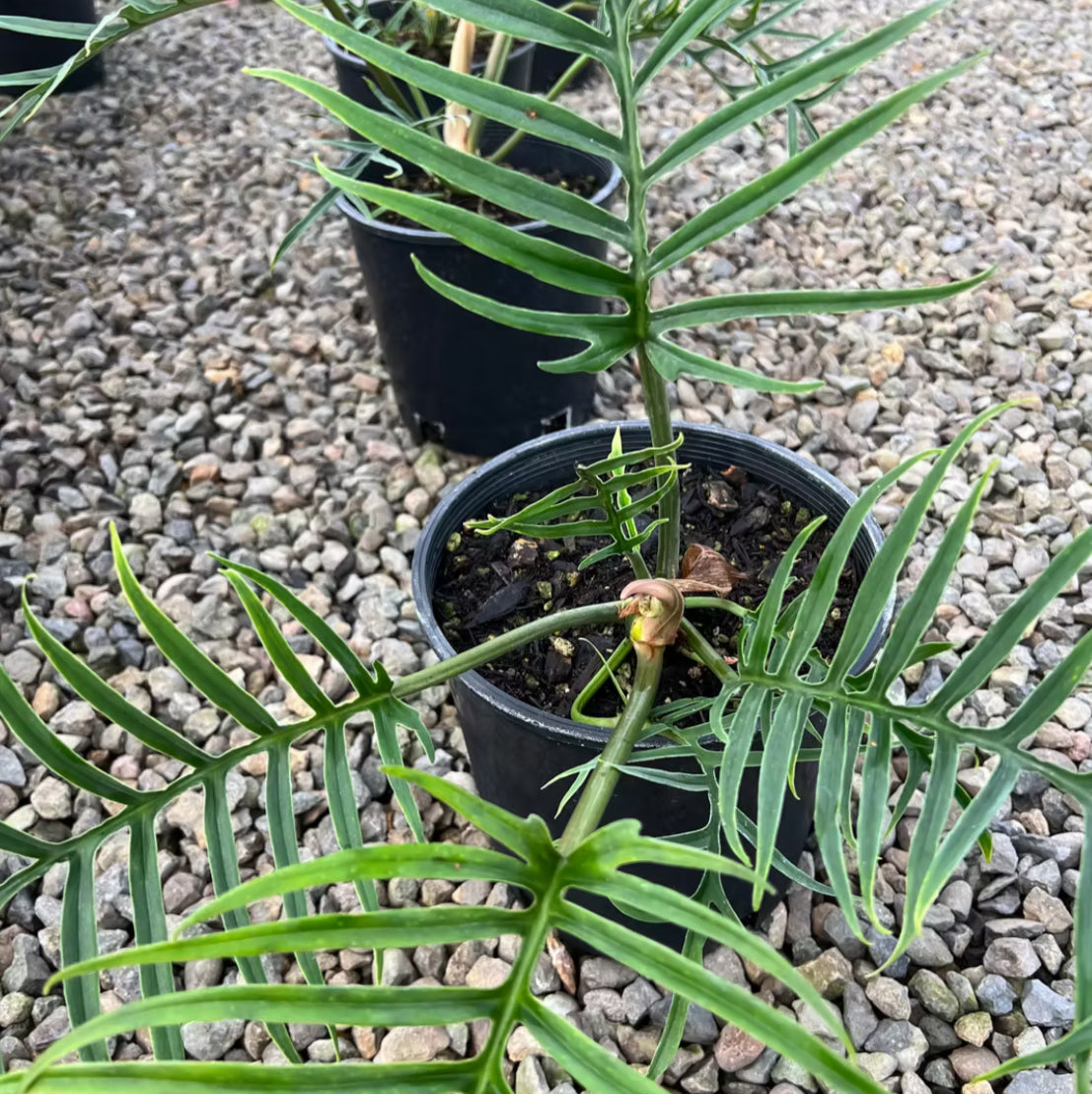 Philodendron bipinnatifidum 'tortum' | Seller's Choice, Hainan Collection