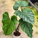 Philodendron pastazanum 'Silver' | Seller's Choice, Hong Kong Collection