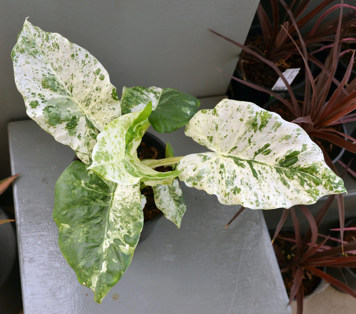 Alocasia macrorrhizos 'Camouflage' ('Splash') | Seller's Choice, Hong Kong Collection