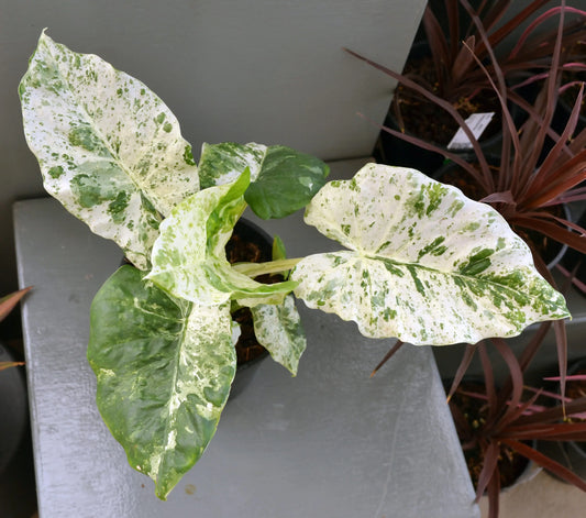 Alocasia macrorrhizos 'Camouflage' ('Splash') | Seller's Choice, Hong Kong Collection