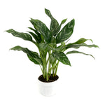 Aglaonema 'Silver Splash' TC | Grower's Choice, Foshan Collection