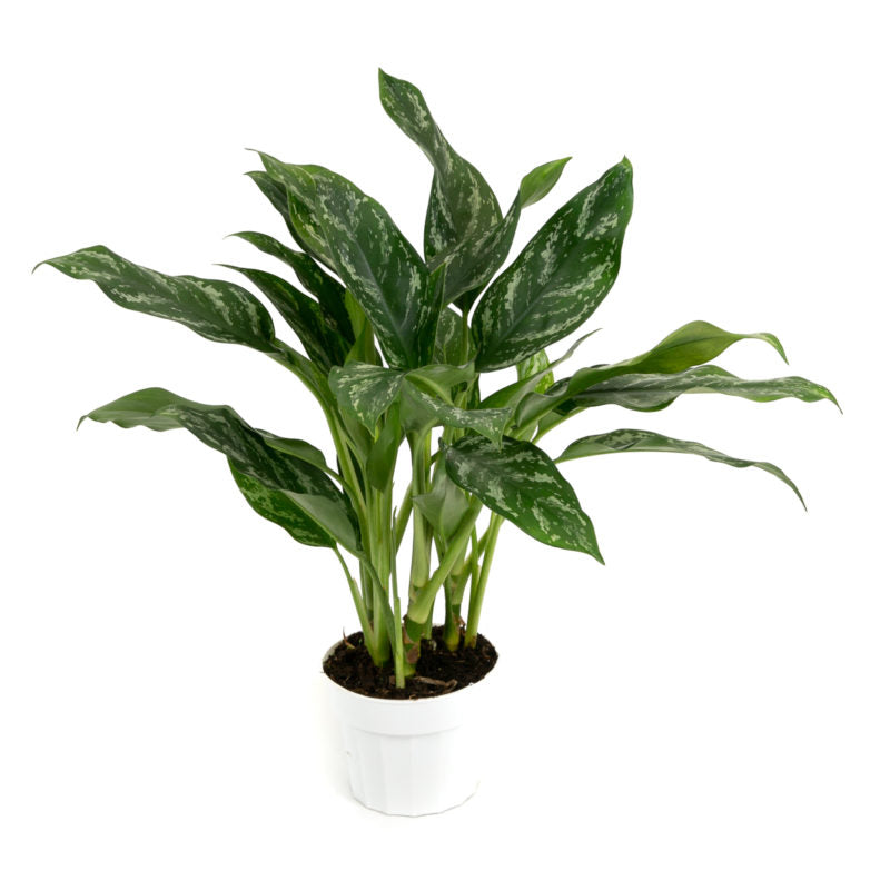 Aglaonema 'Silver Splash' TC | Grower's Choice, Foshan Collection