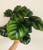 Calathea 'Rotundifolia Fasciata' | Seller's Choice, Hong Kong Collection
