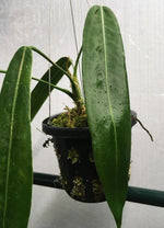 Anthurium pallidiflorum | Seller's Choice, Hainan Collection