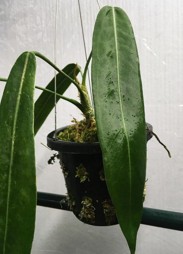 Anthurium pallidiflorum | Seller's Choice, Hainan Collection