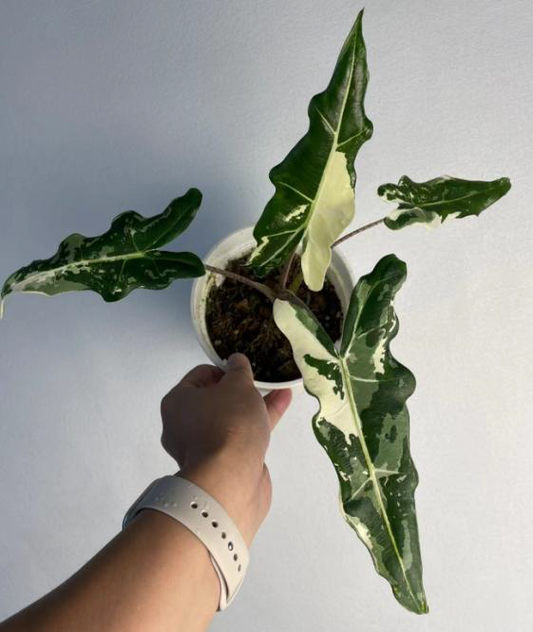 Alocasia Sarian Variegated TC | Grower's Choice, Foshan Collection