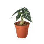 Alocasia amazonica 'Bambino' | Seller's Choice, Hainan Collection