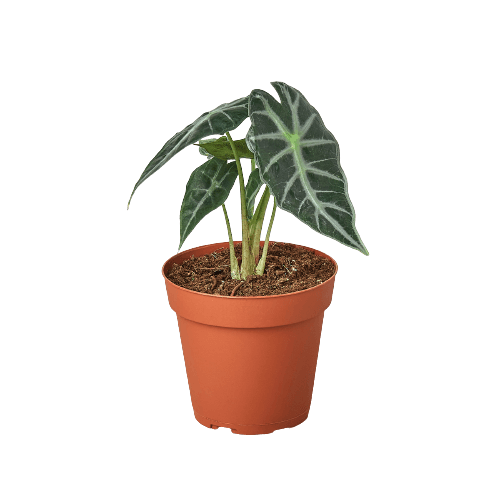Alocasia amazonica 'Bambino' | Seller's Choice, Hainan Collection