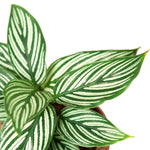Calathea 'Vittata' | Seller's Choice, Hong Kong Collection