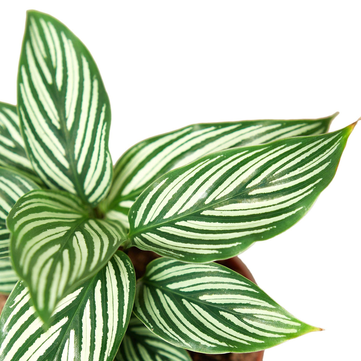 Calathea 'Vittata' | Seller's Choice, Hong Kong Collection