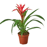 Guzmania 'Grace' | Seller's Choice, Hong Kong Collection