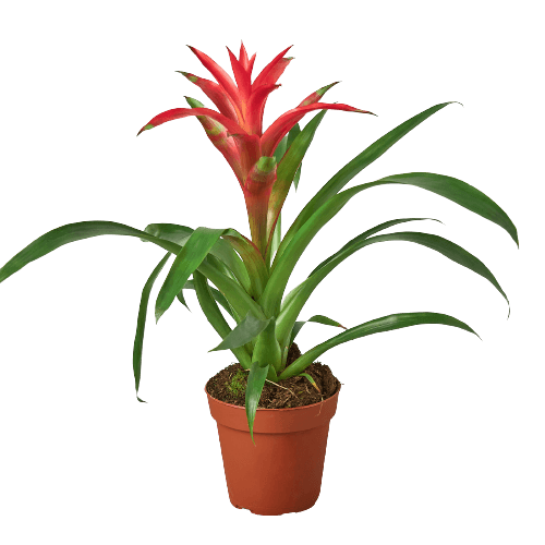 Guzmania 'Bernice' | Seller's Choice, Hong Kong Collection