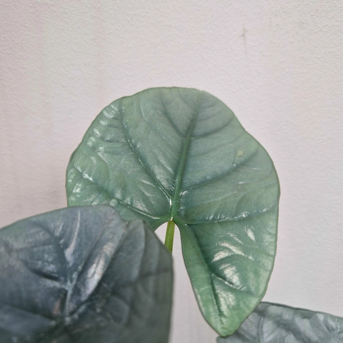 Alocasia nebula 'Elaine' | Seller's Choice, Hainan Collection
