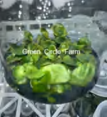 Platycerium Foong Siqi TC | Grower's Choice, Foshan Collection