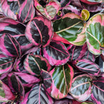 Calathea 'Princess Jessie' | Seller's Choice, Hong Kong Collection