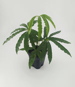 Anthurium polystictum | Seller's Choice, Hong Kong Collection