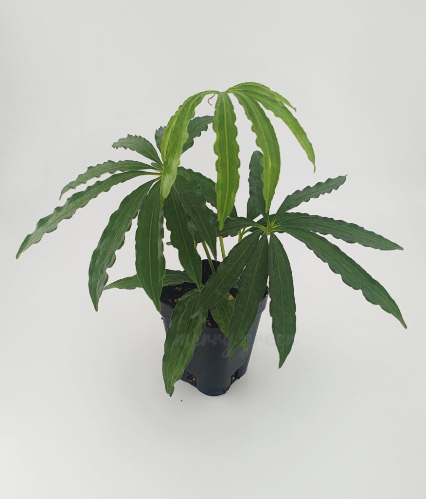 Anthurium polystictum | Seller's Choice, Hong Kong Collection
