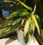 Monstera Standleyana Variegated TC | Grower's Choice, Foshan Collection