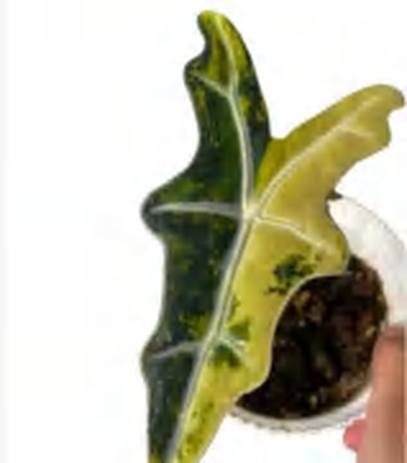Alocasia Nobilis Aurea TC | Grower's Choice, Foshan Collection