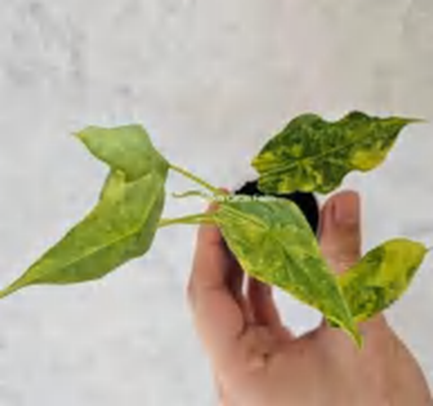 Alocasia Dragon Breath Aurea Variegated TC | Grower's Choice, Foshan Collection