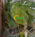 Alocasia Golden Bone Pink Mint TC | Grower's Choice, Foshan Collection