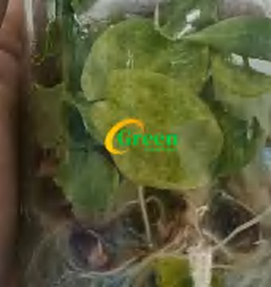 Alocasia Golden Bone Pink Mint TC | Grower's Choice, Foshan Collection