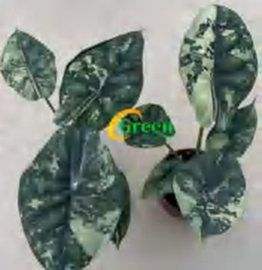 Alocasia Baginda Dragon Scale Albo Galaxy TC | Grower's Choice, Foshan Collection