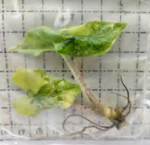 Alocasia 'Jacklyn' Variegated TC | Grower's Choice, Foshan Collection
