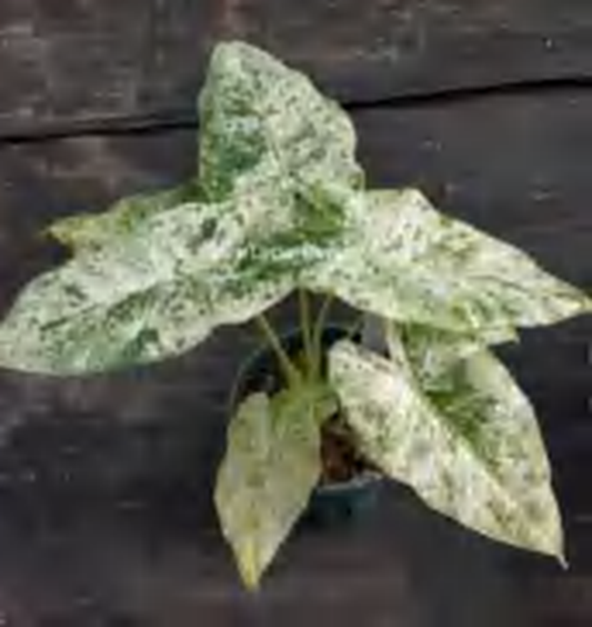 Alocasia 'Macrorrhizos' Camouflage Variegated TC | Grower's Choice, Foshan Collection