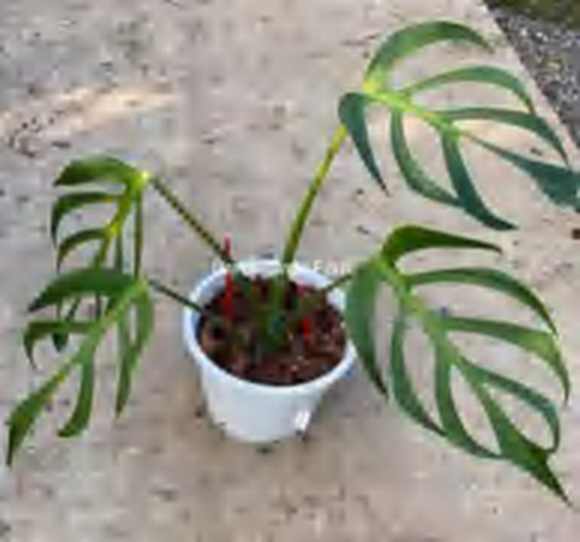 Monstera 'Burle Marx Flame' TC | Grower's Choice, Foshan Collection