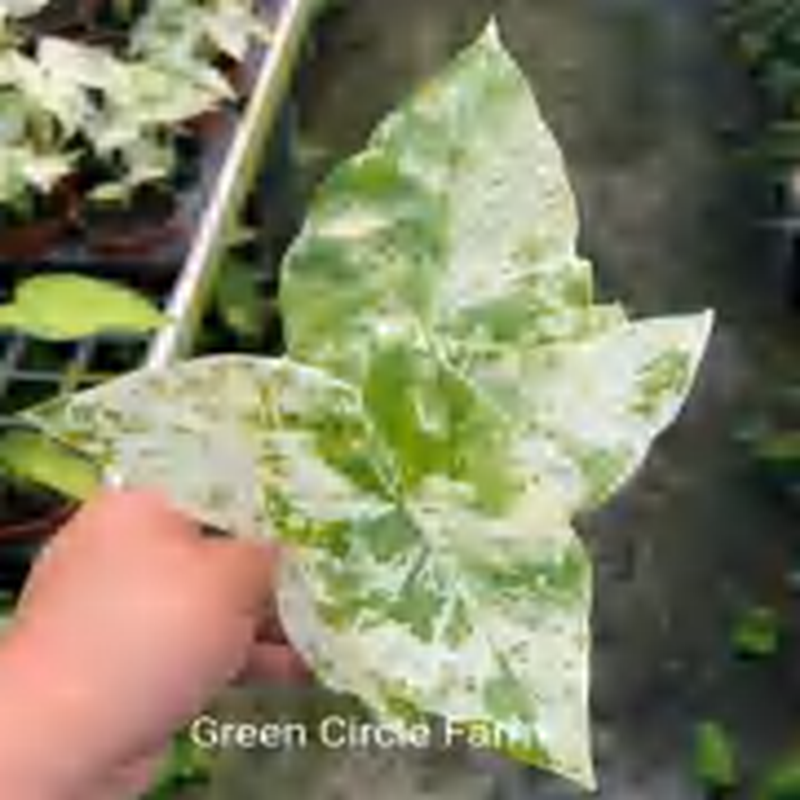 Alocasia Odora Variegated 'Batik' TC | Grower's Choice, Foshan Collection