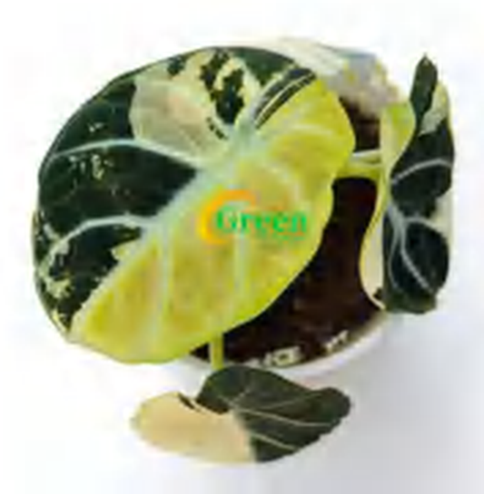 Alocasia Ninja Aurea Variegated TC | Grower's Choice, Foshan Collection