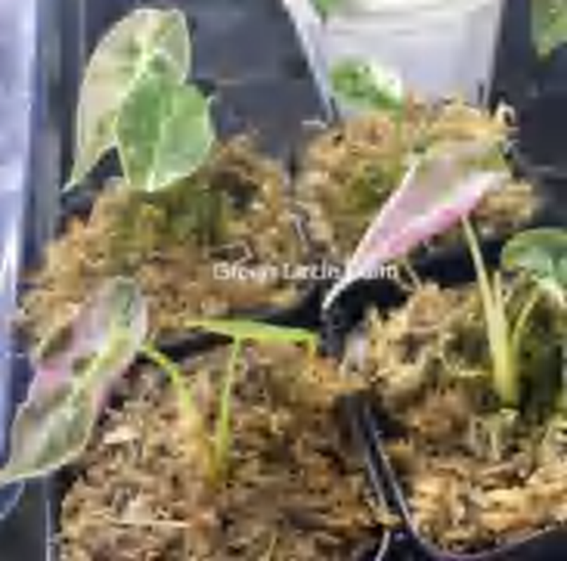 Alocasia Watsoniana Variegated Pride Of Curup Pink TC | Grower's Choice, Foshan Collection