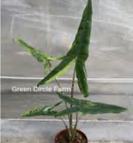 Alocasia Tigrina Superba Variegated TC | Grower's Choice, Foshan Collection